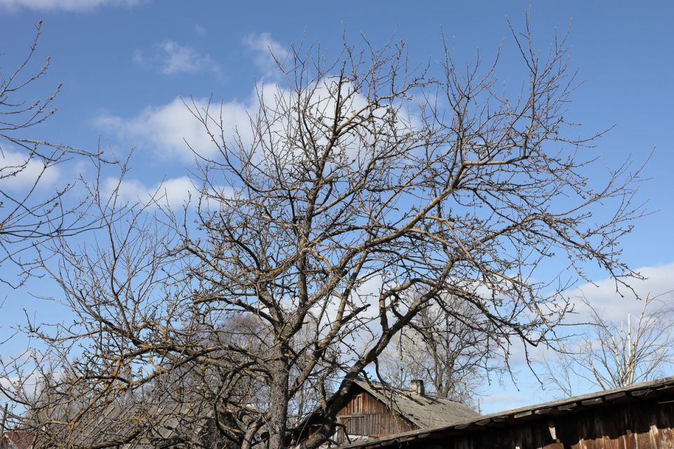 ���������� ������ ������: ���������� ����� ������ ����