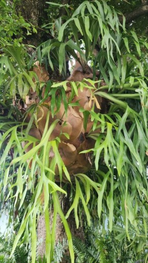 Эпифиты: уникальные растения, которые живут без почвы