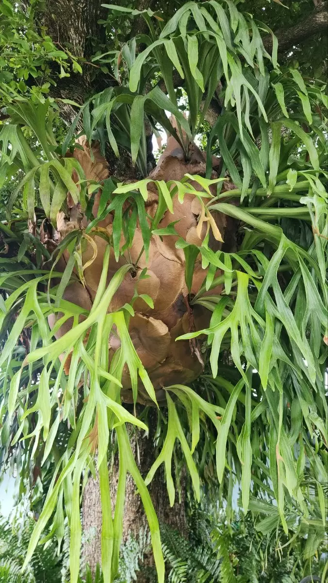 Эпифиты: уникальные растения, которые живут без почвы