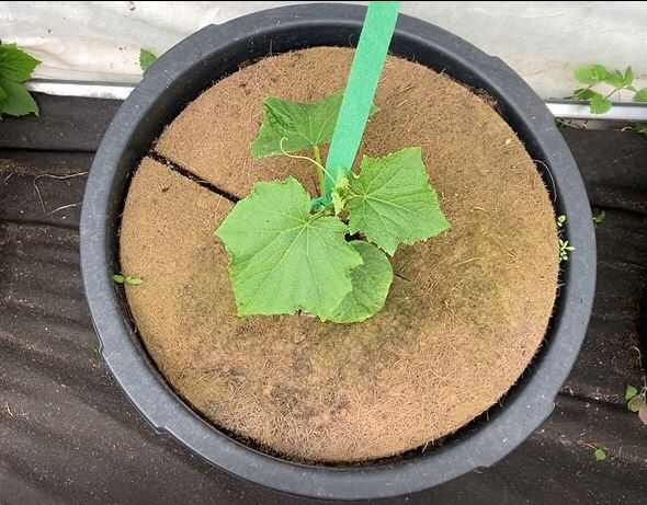 ����������� ������� � �����: ������� ������