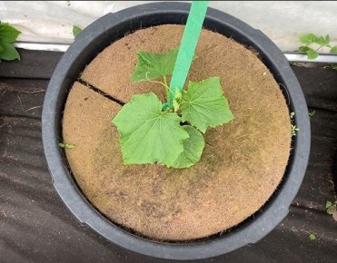 Выращивание огурцов в кашпо: секреты успеха