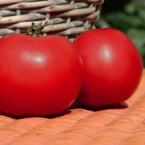 ����� ����: ������� �������� ��������, ������� ��������� ������ �����������