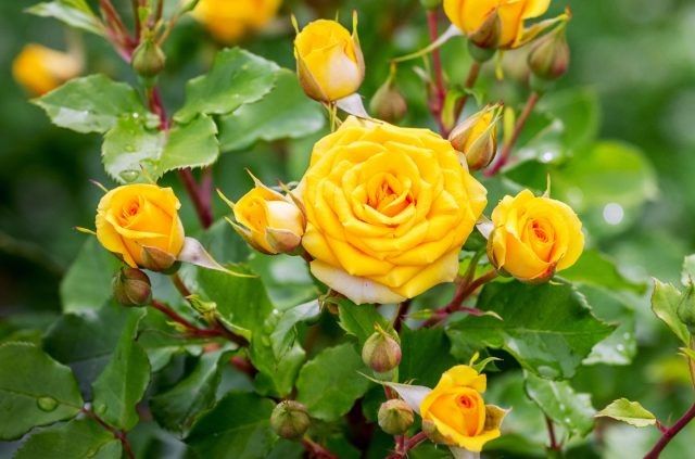 ����� ���� ��� ������ ����: ������ ����� �� ����������� ����������