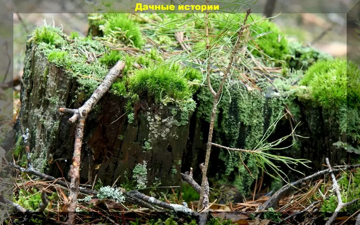 Настой из мха: секреты органического удобрения, которые revitalizируют ваш сад