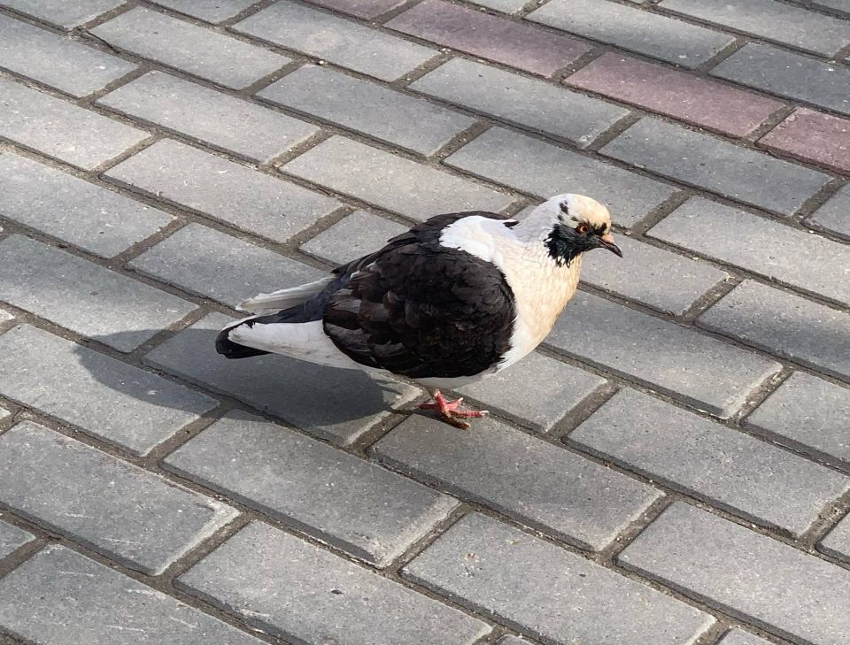 ������� � ������ ������������ �������� ������ � ������������