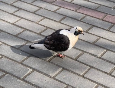 ������� � ������ ������������ �������� ������ � ������������