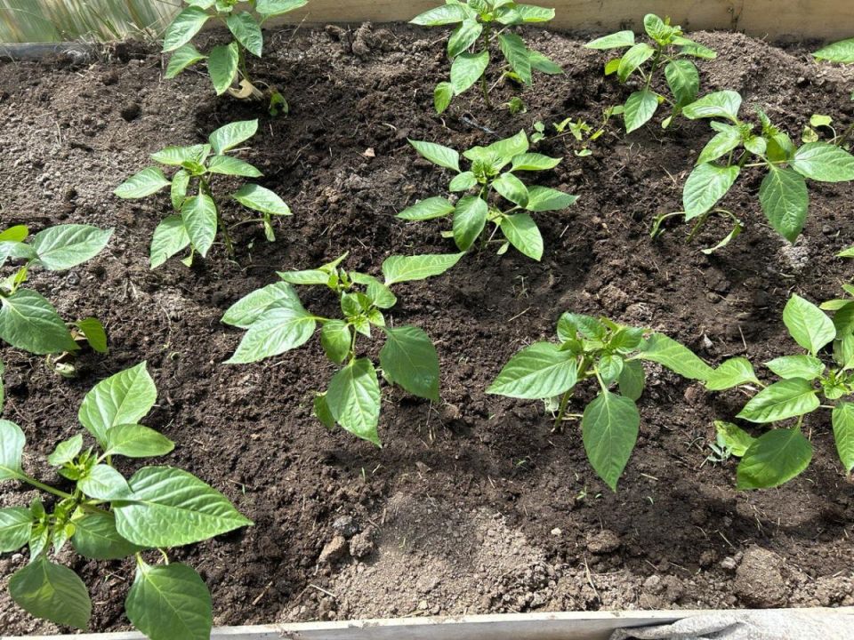 ��� ������� ��������� ��������� ��� ������� �������: ������ ���������