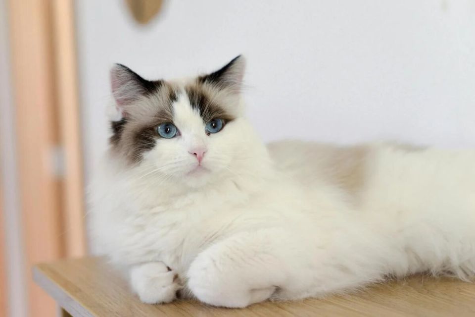 �����, ������� �����������: 5 �����, ��������� ��������� ������