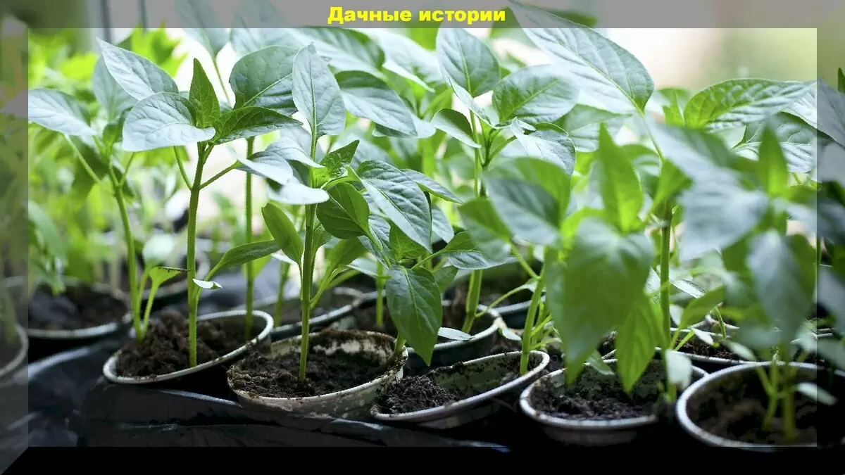Секреты успешной подкормки рассады перца