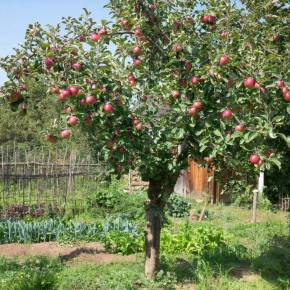 ������� ��������� ��� ������: ��� ����� ��������� �� ���������