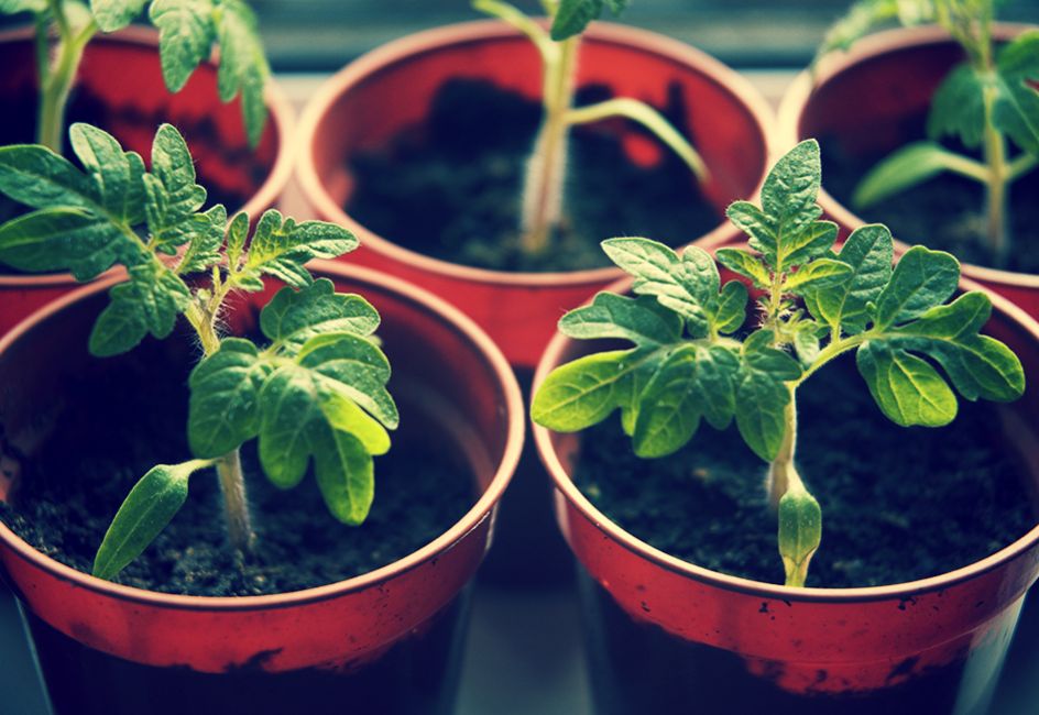 ������� ������� �������: ����� �������� ��������