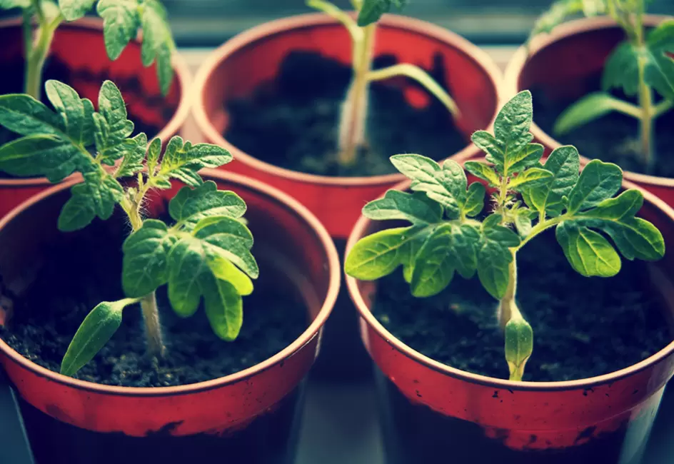 Секреты крепкой рассады: магия перекиси водорода