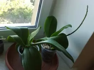 Причины, по которым орхидея не цветет в домашних условиях, и как это исправить