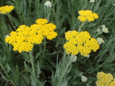 Тысячелистник: универсальный союзник вашего сада