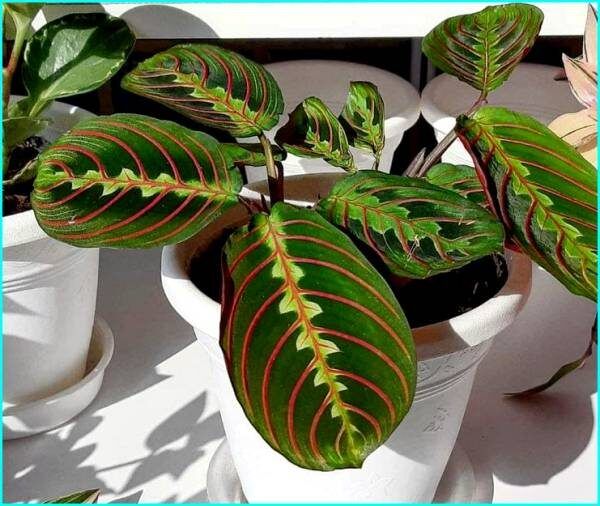 ����� �������: ��� �������� ��� ������ ����