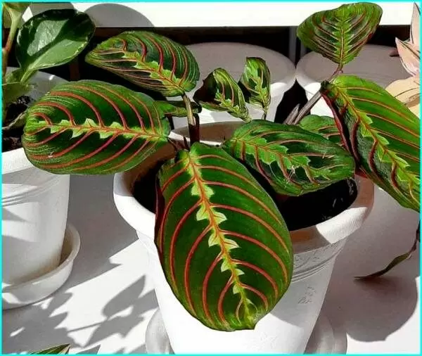 Магия маранты: как подарить уют вашему дому