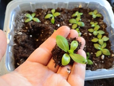 ��������-�����: ������ �� ������ ������� ��� ������