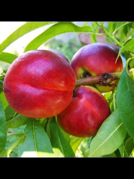 �������� ������� ����: ���� � ������� � ����� ����