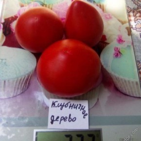 Томат Клубничное дерево: как яркие плоды завоевывают огороды