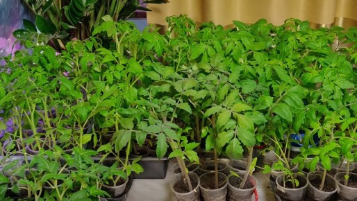 ��� ���������� ������� ����� ���������� �������� �� �������