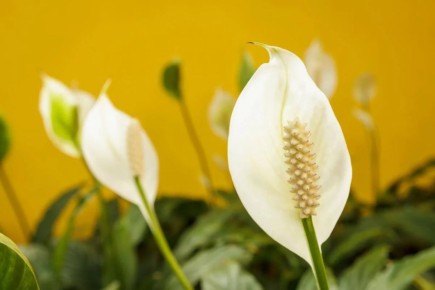 ��� ��������� �� ������������� � �������: �������� ������ � �������