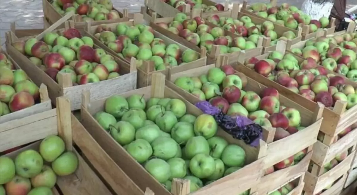 Грузинские фермеры собирают урожай нестандартных яблок с неожиданной выгодой