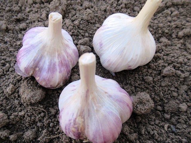 ����� ������ ������ ������ � 2025 ����: ������ �� ������ � �����������