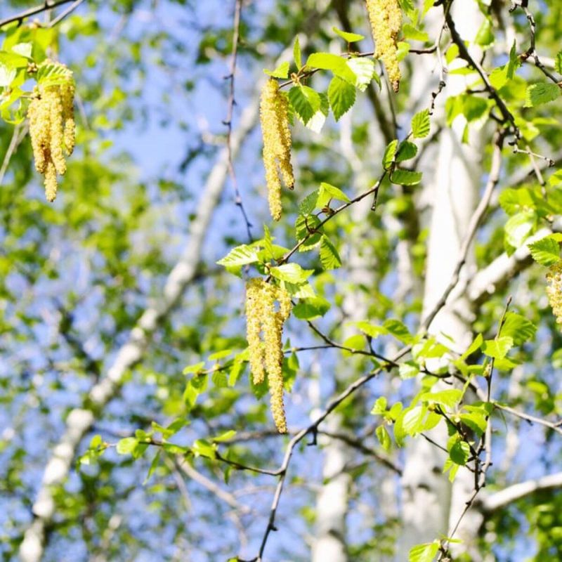 � ������� ������ ������ ��-�� ������ ����� ��� � ������� ������ ������ ����� �������� ��� �������� ������ � ������ ������������ �������� ���������