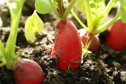 Как избежать горечи в редисе: полезные советы для идеального урожая