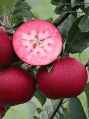 Яблоня Розетта: уникальный вкус и выносливость на вашем участке