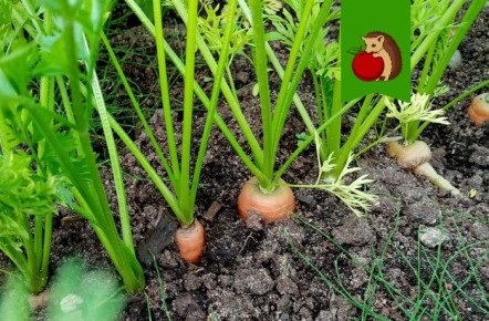 Активные меры для сладкой моркови: три шага к успешному урожаю в августе