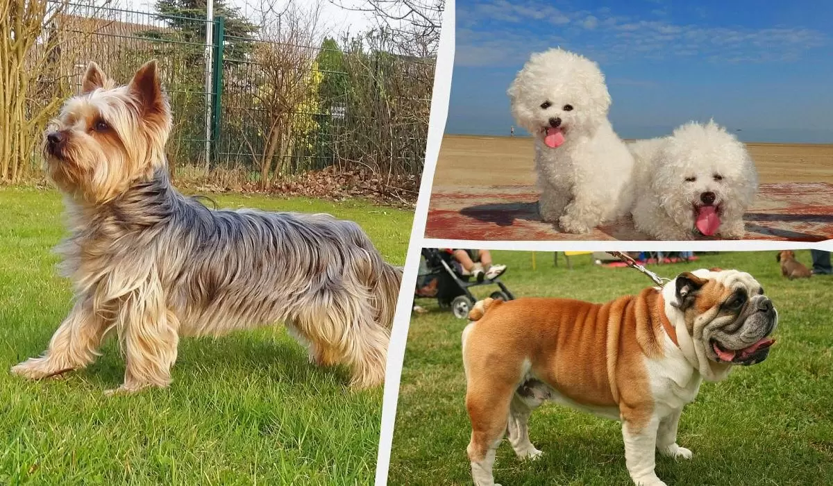 Идеальные собаки для квартир: 9 спокойных пород, которые стоит рассмотреть