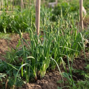 ������ ��������� �������: ������ ������� ������� � ���������� �� ����������