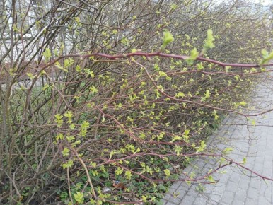 �� ������ ��� ����� ������