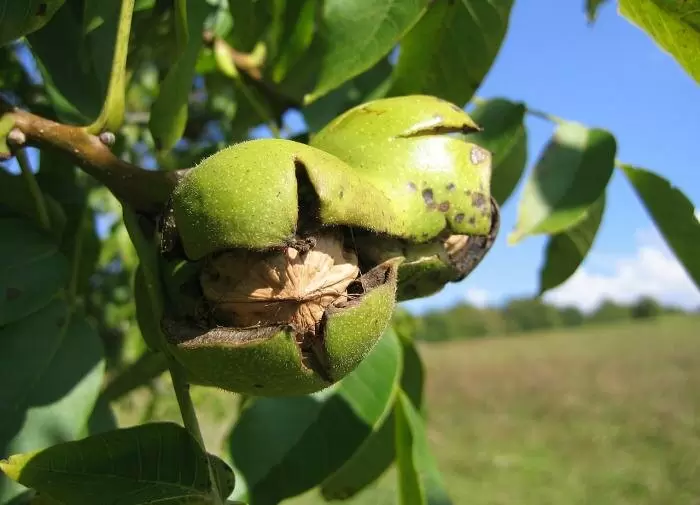 Как вырастить грецкий орех в домашних условиях: секреты успешного ухода