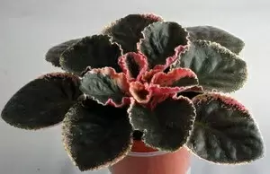 Как выбрать идеальные фиалки для вашего дома: советы и сорта сенполий