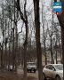 Главный садовник Калуги Ольга Зорякова показала гнилые и умирающие деревья на улице Чичерина