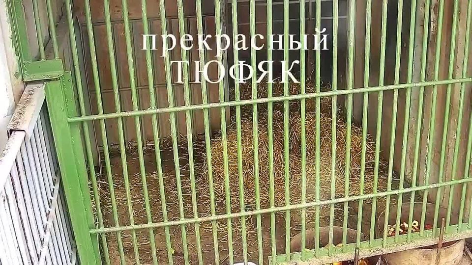 ������ ������� �� ���������� ����������� �������