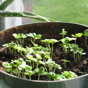 ����������� ��������: ��� �������� ����� �������� ��� ��� �� �������