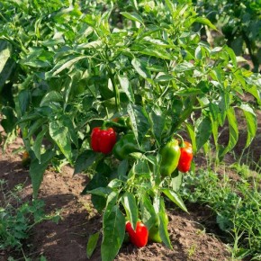 �����: �����, ������� �� �������� ������� � ��������