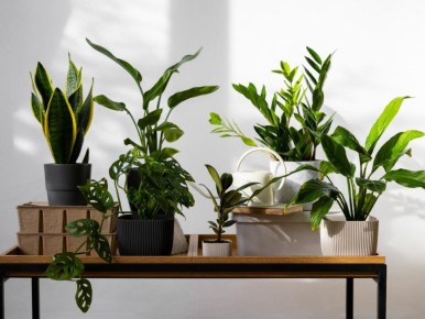 ��� ����������� ��������� �������� � ������� �������� ���������