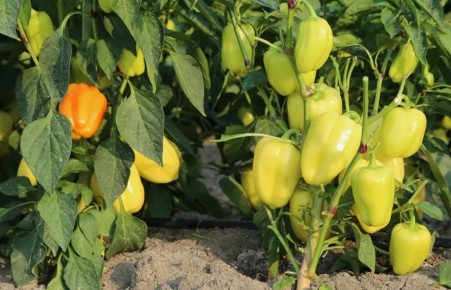 ������ ����� �� ������ � ������ �����������������?