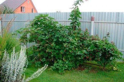 ������� ������: ������ ���� ���� �������� ������ ��������� � ��������