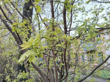 ����� ������� ���������. � ��������� ������� � �����������, 26 ������, ��������� ��������� ������