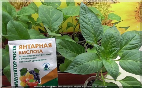 ����� ������� �������� ��������: ��� ��������� ���������