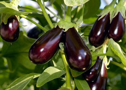 ��� ��������� ��������� � �������: ������� ��������� �����