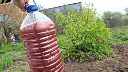 ��� ����������� ��������� � ������: ������ �� ������