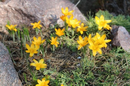 ������ ���������� ������������ �� �������� ��� ��������