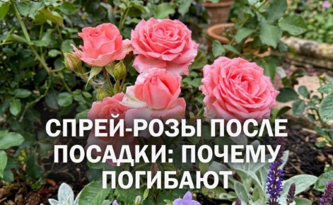 ������ ������ ���� ����� ����� �������: ������������� ������ �� ������� ����� ��������