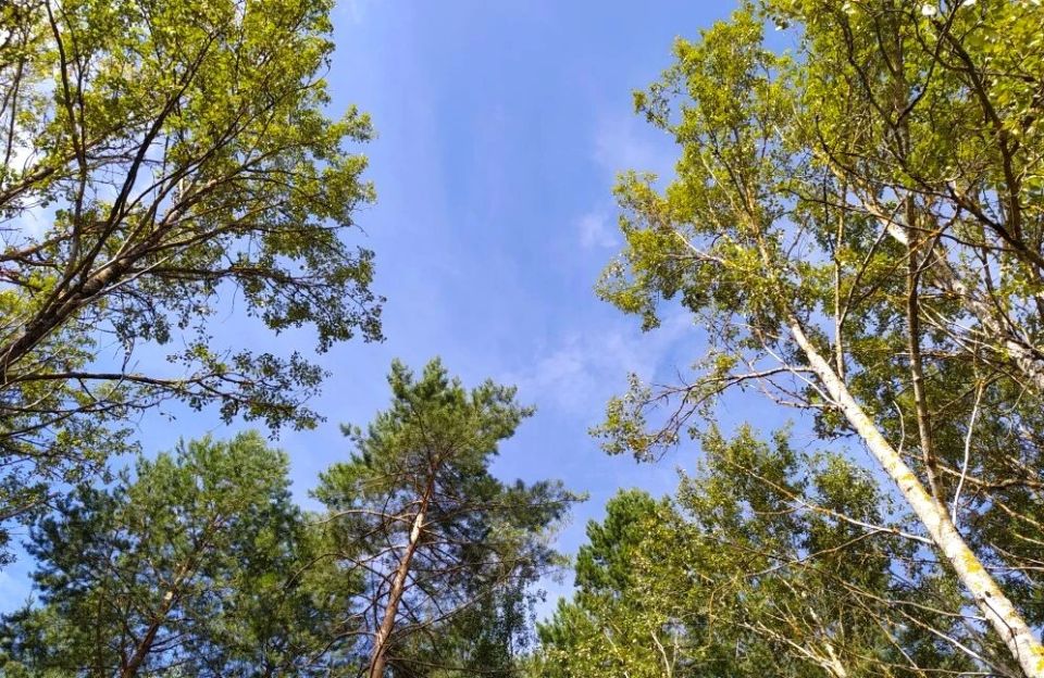 Жителей Калужской области в четверг ждёт настоящий летний зной